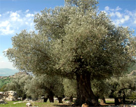 Divine Olive - Historique